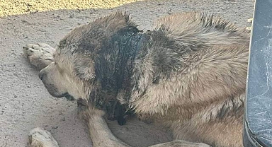 Sokak Hayvanları Acı Çekiyor 