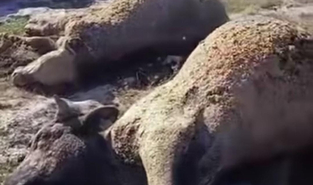 Urfa'da Ahırda Yangın! 7 Büyükbaş Hayvan Telef Oldu