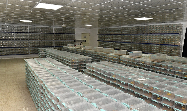 Urfa'da Zehir Üretip Japonya'ya Satıyor