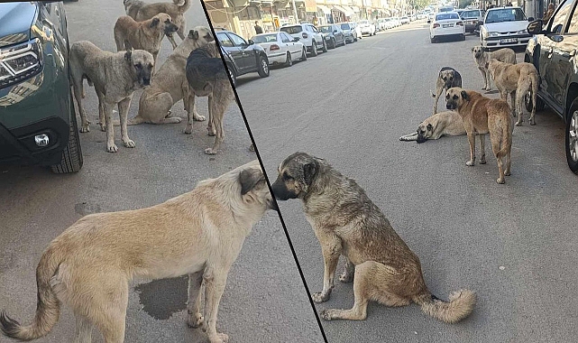 Viranşehir'de Sokak Köpekleri Sorunu Devam Ediyor! Belediye Neden Sessiz?