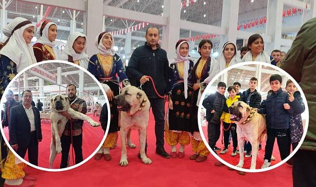 Şanlıurfa’da Gureğh Çoban Köpeği Fuarda İlgi Odağı Oldu