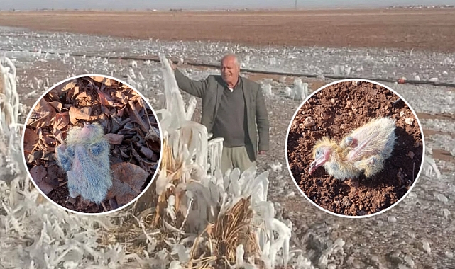 Şanlıurfa'da Sibirya Soğukları! Yavru Güvercinler Dondu