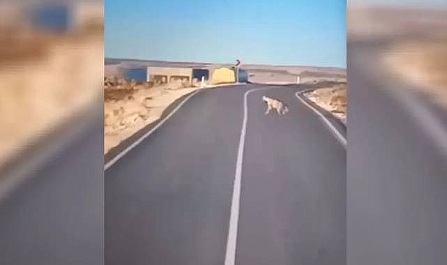 Şanlıurfa Karaköprü'de Sırtlan Görüntülendi