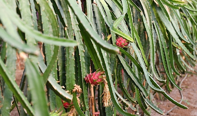Urfa’da Ejder Meyvesi Üretildi