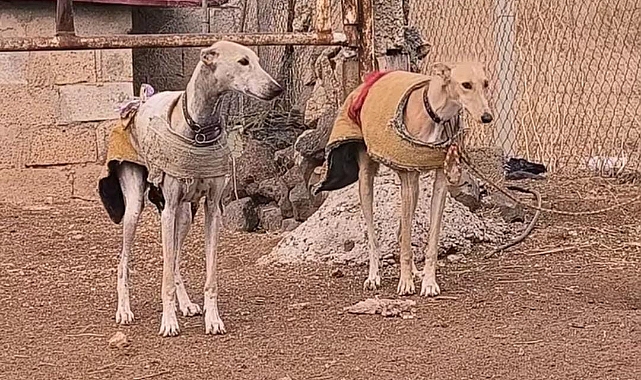 Urfa Tazısı Nedir, Özelikleri Nelerdir?