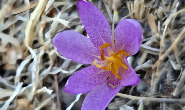 Harran Üniversitesinde Bilim Dünyasına Yeni Bir Çiğdem Türü