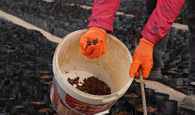 100 Fıstık Fidesi İçin Bıttım Tohumları Toprakla Buluştu