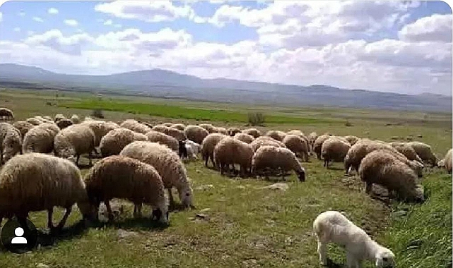 Hilvan'da Kaybolan 100 Koyun Bakın Nerede Bulundu?