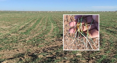 Ekinler Tarlada Çürüdü! DSİ Kör Sağır ve Dilsizi Oynuyor 