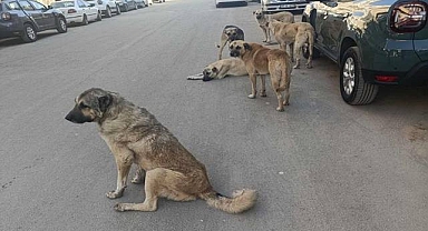 Sahipsiz Köpeklerle İlgili Açıklama!