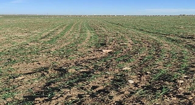 Şanlıurfa’da Kuraklık Tehlikesi: Çiftçiler Yağmur Bekliyor