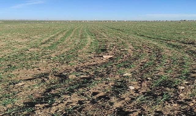 Şanlıurfa’da Kuraklık Tehlikesi: Çiftçiler Yağmur Bekliyor