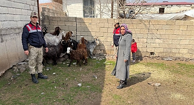 Şanlıurfa’da Operasyon: 51 Küçükbaş Hayvan Sahibine Teslim Edildi