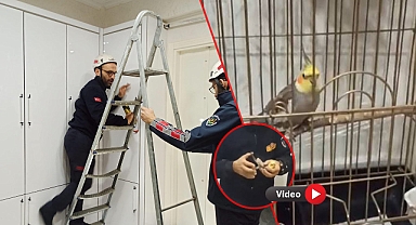Şanlıurfa’da Vestiyere Sıkışan Papağanı İtfaiye Kurtardı