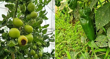 Domates Tarlalarında Alarm: Şanlıurfa'da Hastalık ve Zararlılar Artışta