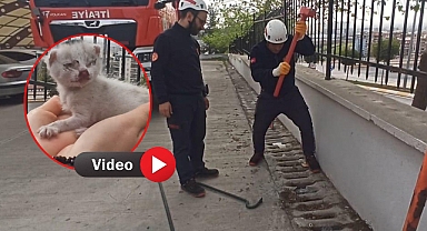 Karaköprü'de İtfaiye Ekipleri Mazgala Düşen Yavru Kediyi Kurtardı