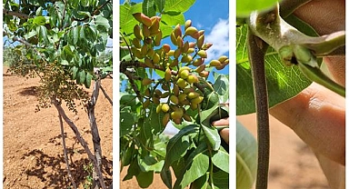 Şanlıurfa’da Fıstık ve Zeytin Bahçelerinde Başarılı Müdahale