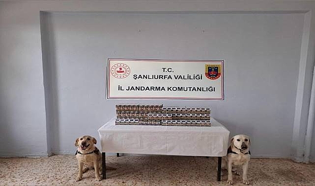 Şanlıurfa’da Jandarmadan Kaçak Sigara Operasyonu!