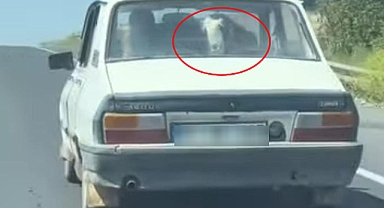 Şanlıurfa’da Toros ile Hayvan Taşıyan Vatandaş Sosyal Medyada Gündem Oldu