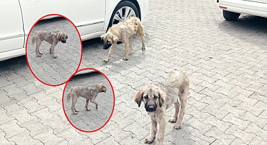 Şanlıurfa OSB'de Sokak Hayvanlarında Uyuz Salgını Yayılıyor