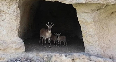 Siverek’te Mağarada Dağ Keçisi ve Yavruları Görüntülendi