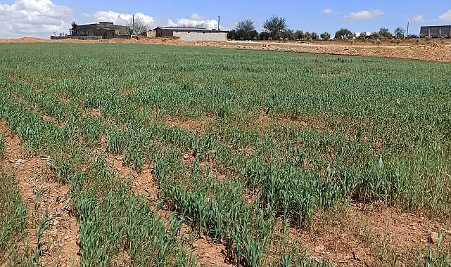 Topçu Gündaş Sulama Birliği'nin Suyu Bırakmaması Çiftçileri Zor Durumda Bıraktı