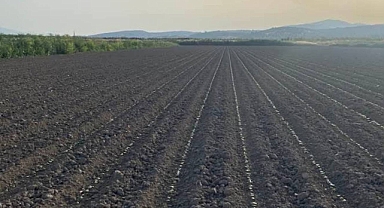 Türkiye Pamuğunun Yüzde 50’si Şanlıurfa’dan: Yeni Sezon Start Aldı