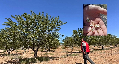 Urfa'da Fıstık ve Badem Bahçelerinde İnceleme Başlatıldı!