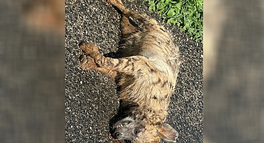 Urfa’da Nesli Tehlikede Olan Çizgili Sırtlan Ölü Bulundu