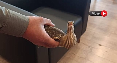 Urfa’da Tedavisi Tamamlanan Balaban Kuşu Doğaya Salındı