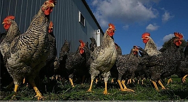 Urfa’nın İlçesinde Kuş Gribi Alarmı! Yasaklandı