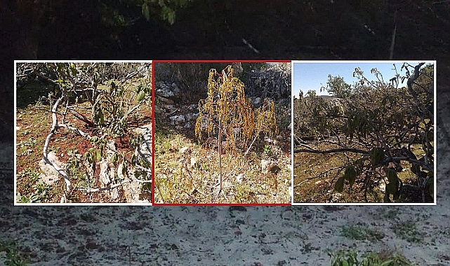 Zirai Don Alarmı: 36 İl Etkilendi, Üretici Zor Durumda