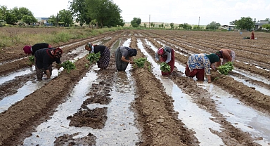 Birecik Patlıcanı Toprakla Buluştu!