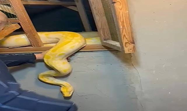 Burma Pitonu Operasyonu: Sahibine 60 Bin Lira Ceza