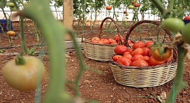 Büyükşehir’de Sebzeler, Hem Sofraya Hem De Ekonomiye Katkı Sağlıyor