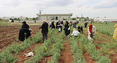 Büyükşehir’den Emekli Kadınlara Yönelik Süs Bitkisi Yetiştiriciliği Eğitimi