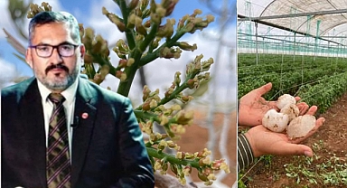 Dolu Yağışı Sonrası Fıstık Üreticilerine Kritik Uyarı: Ağaçlarınızı Hemen Koruyun