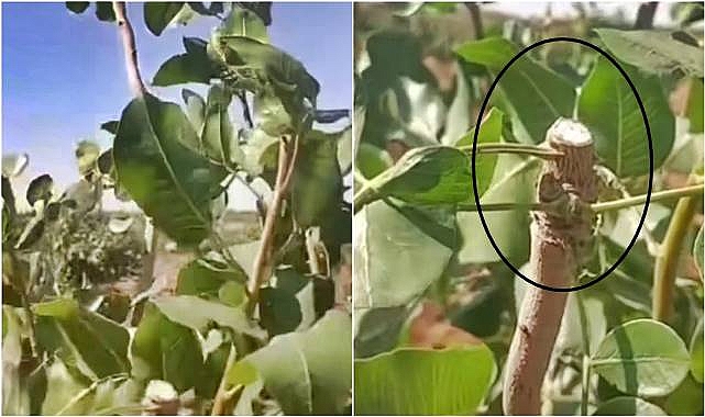 Fıstık Bahçelerinde Aşı Kalemi Hırsızlığı: Üretici Zararın Büyük Olduğunu Söylüyor