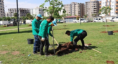 Haliliye’de Yeşil Alan Çalışmaları Devam Ediyor