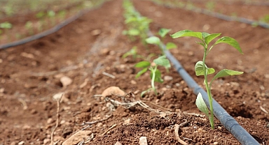 Şanlıurfa Büyükşehir Belediyesi, Ata Tohumlarını Toprakla Buluşturdu 