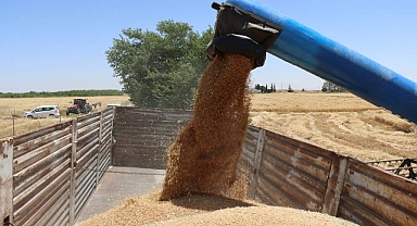 Şanlıurfa'da Buğday Fiyatı Rekor Kırdı