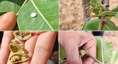 Şanlıurfa'da Fıstık Üreticisine Uyarı: Verim Düşüyor, Tehlike Büyüyor