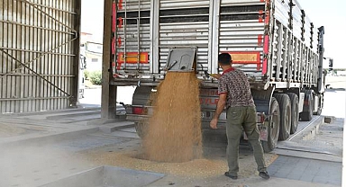 Şanlıurfa’da İlk Buğday Pazara İndi: Üretici Fiyattan Rahatsız