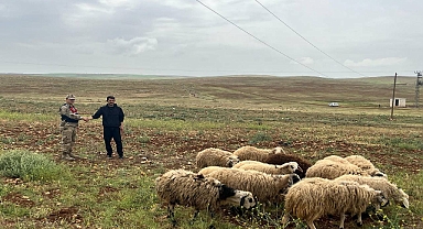Şanlıurfa'da Kayıp Hayvanlar Jandarma Tarafından Bulundu