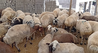 Şanlıurfa'da Kuraklık Kurban Pazarını Vurdu: Alıcı Yok, Pazarlar Boş Kaldı