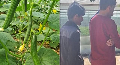 Şanlıurfa'da Seralarda EKÜY Projesi Kapsamında Haftalık Kontrol Yapıldı