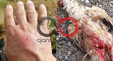 Şanlıurfa ve Adıyaman’da Dolu Felaketi: Tarım, Hayvancılık ve Araçlar Zarar Gördü!