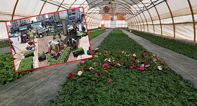 Seralarda Yetiştirilen 500 Bin Çiçek, Şanlıurfa’yı Güzelleştirecek