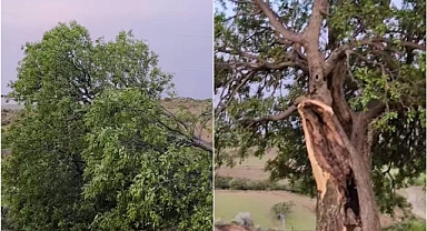 Siverek’te Fırtına Asırlık Ağacı İkiye Ayırdı!