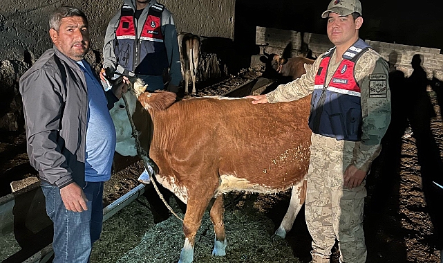 Urfa'da Ahırdan Çalınan 4 Büyükbaş Hayvan Jandarma Tarafından Bulundu
